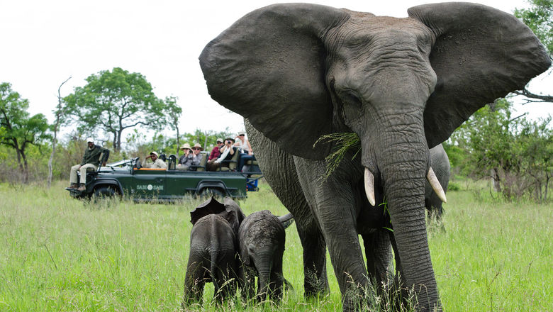 Elephants in the Sabi Sabi Game Reserve, one of the destinations on the 11-day Southern Explorer itinerary.