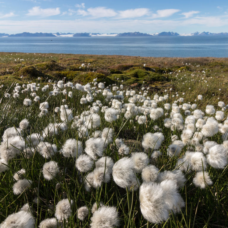 Arctic Circle Cruises