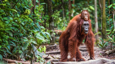 The new Borneo expedition from Contiki gives guests a chance to see orangutans.