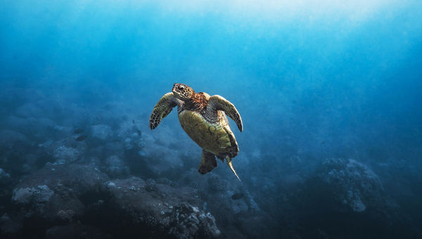 Divers can spot green sea turtles in the waters off Kauai.