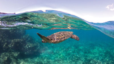 A sea turtle spotted on a Kai Kanani snorkeling tour from Maui.