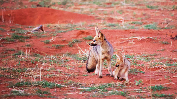 The Cape fox, one of Tswalu's "Secret Seven," is rarely seen on traditional safaris.