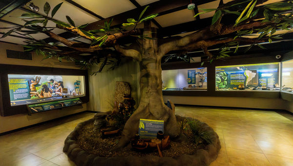 The Archaeological Planet Museum in the park is dedicated to the history of Puerto Rico’s aboriginal population, the Tainos, and includes thousands of artifacts.